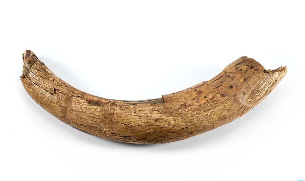 Mammoth Ivory Fragment