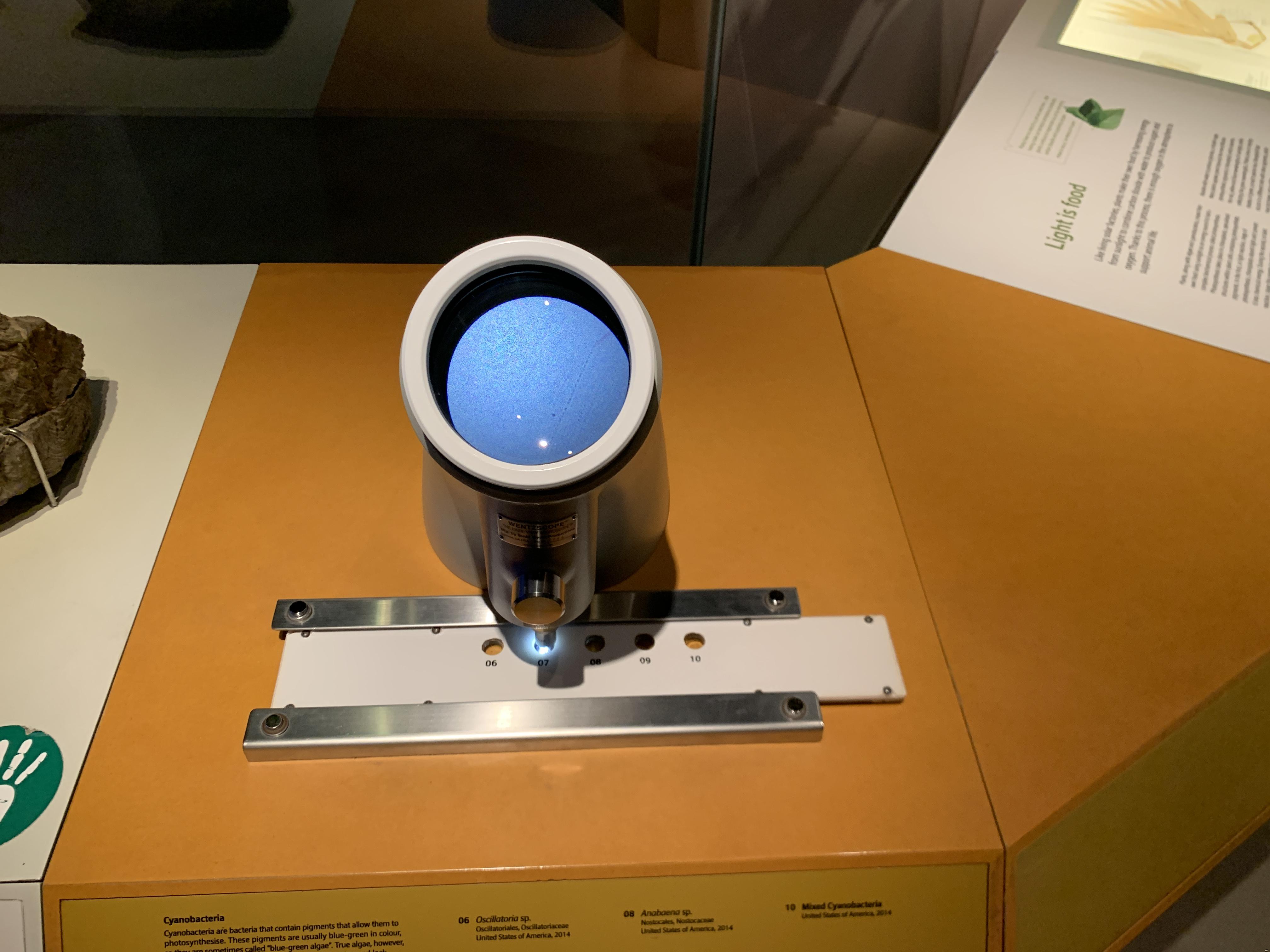 Cyanobacteria samples