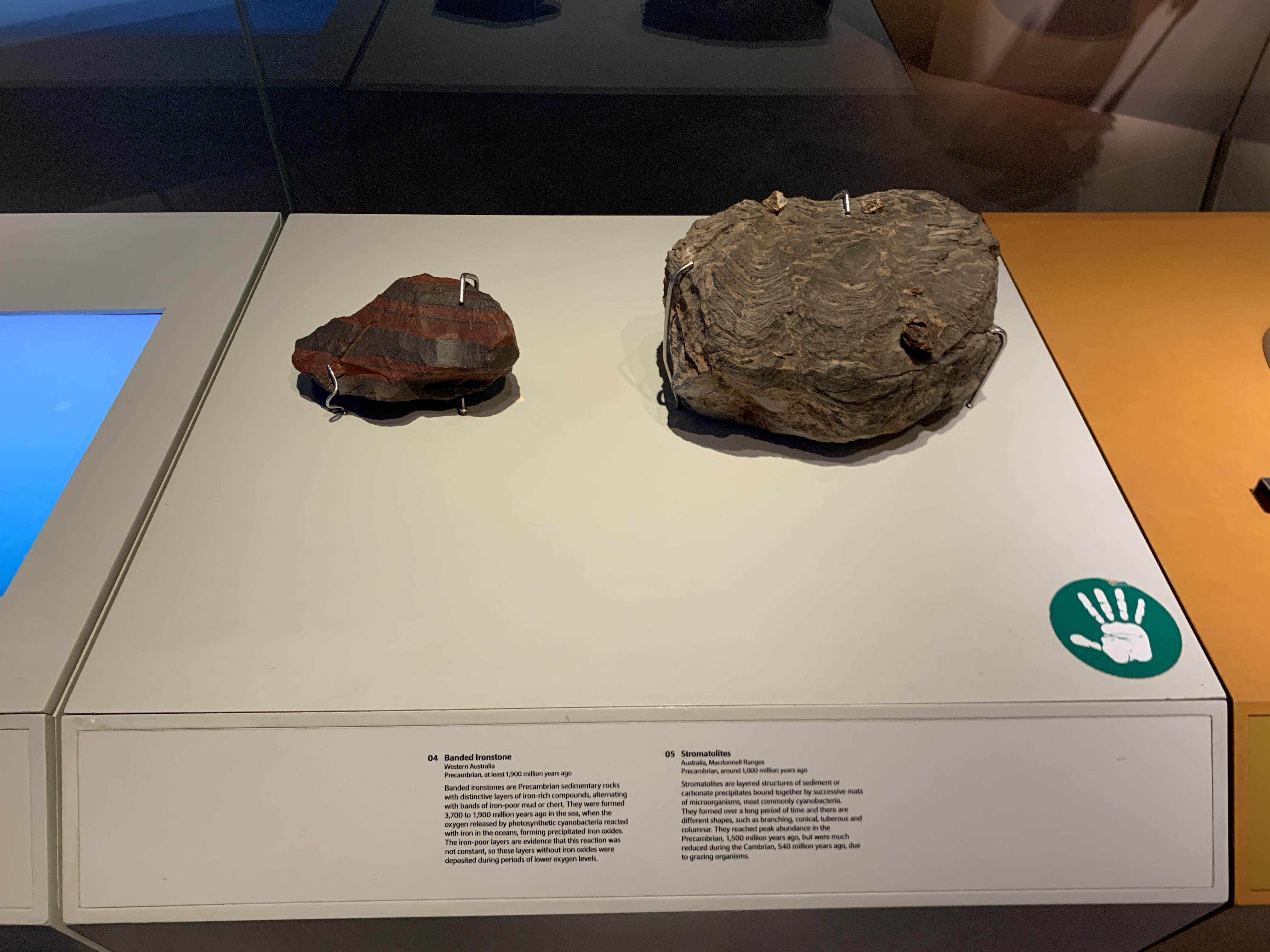 Traces of cyanobacteria in rock fossils