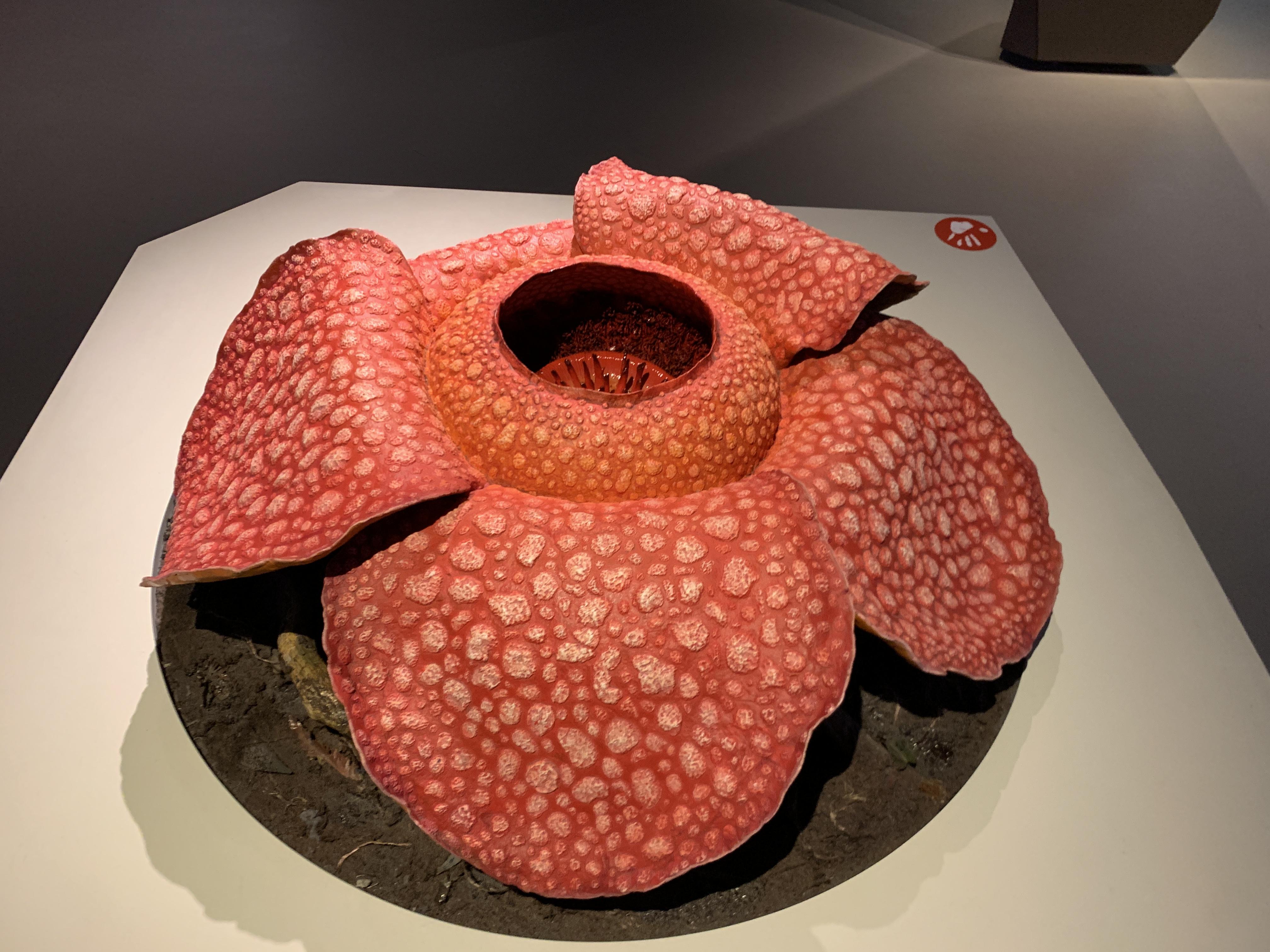Model of Rafflesia Flower