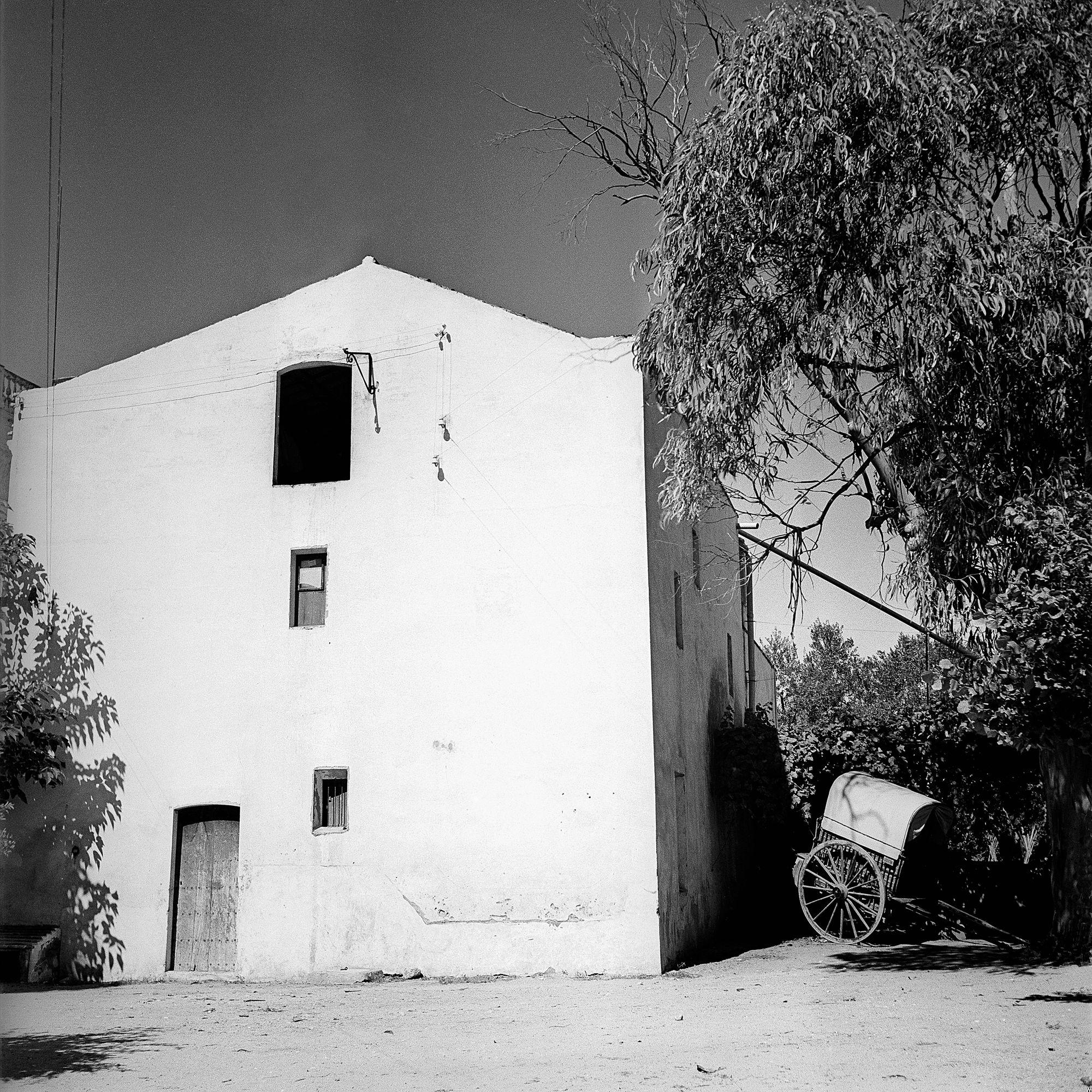 The Carob Tree Courtyard