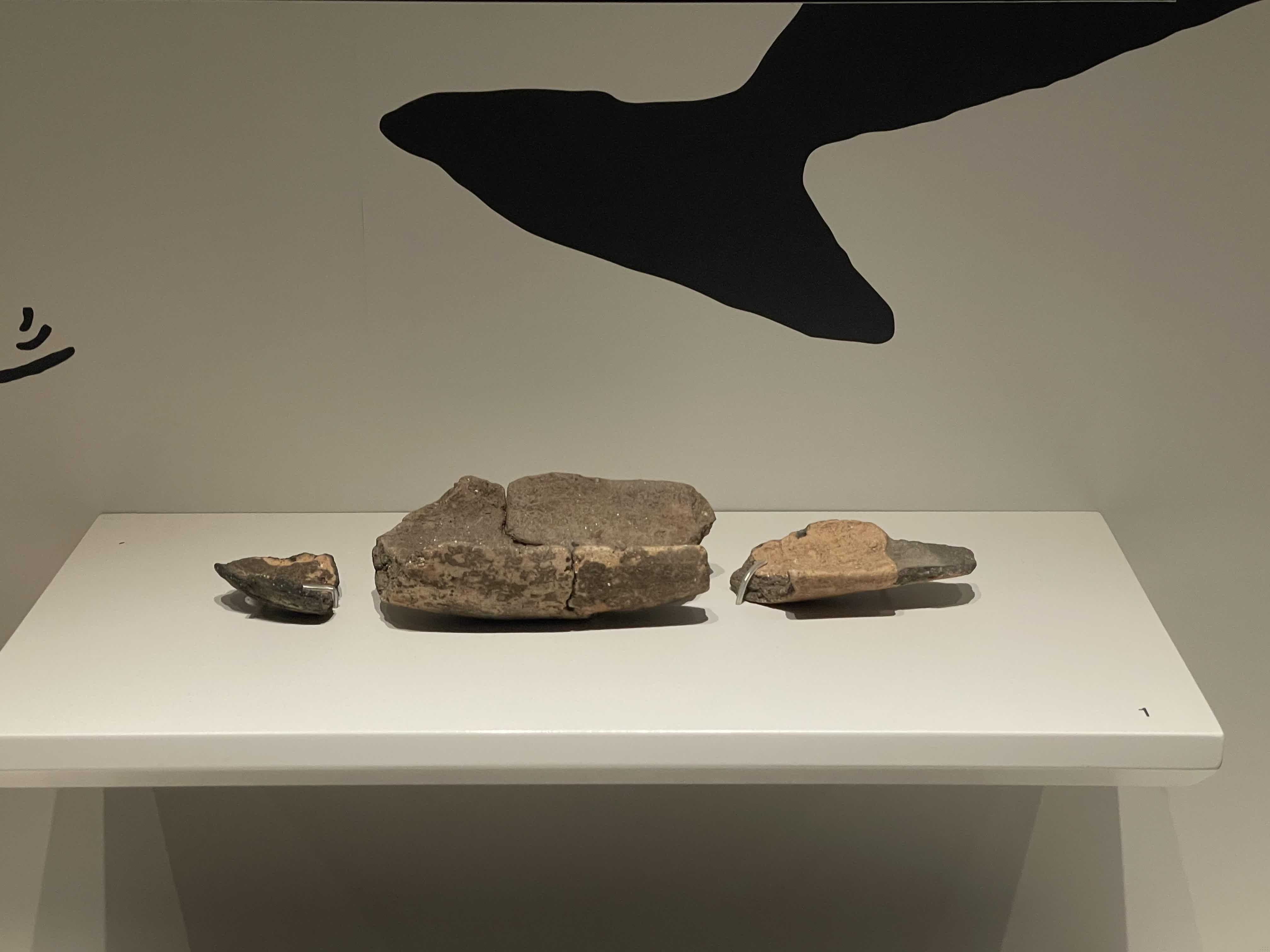 Neolitik Dönem Deniz Kültür Alanı