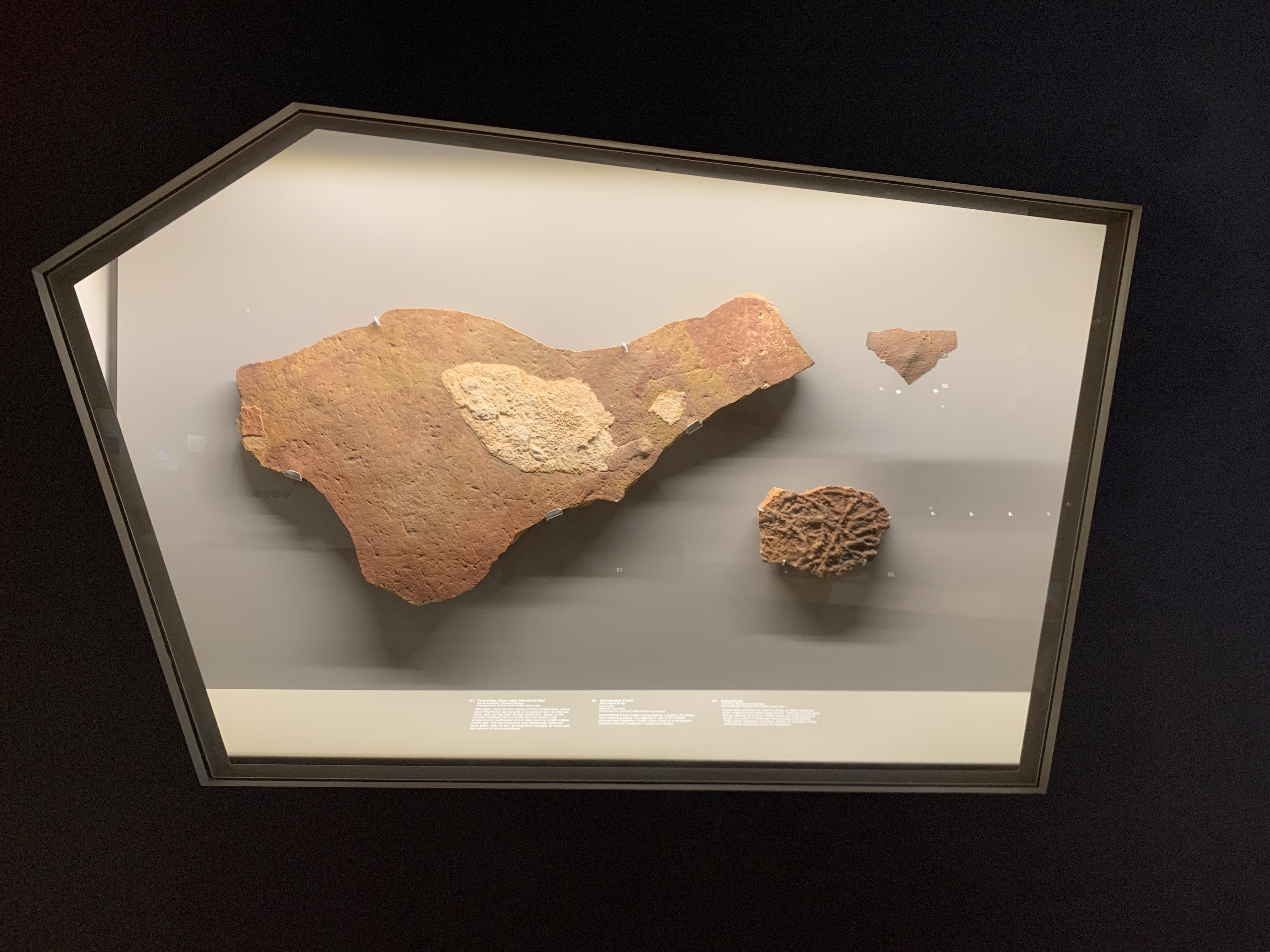 Precambrian fossils of Australia