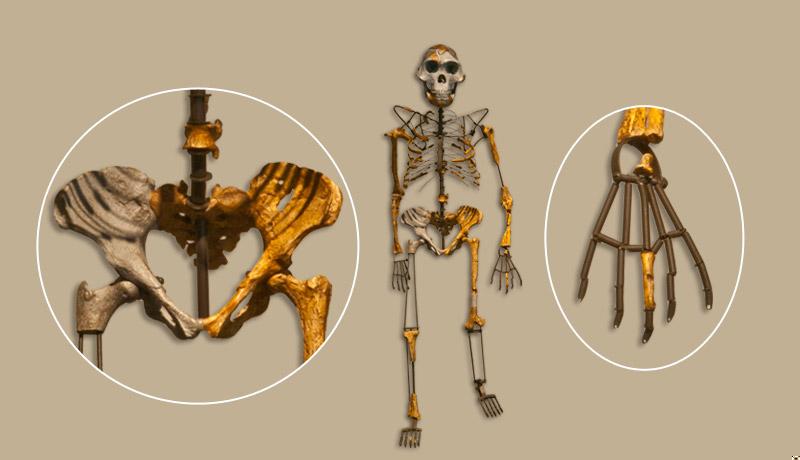 Avustralopitekus: Uzak Atalar