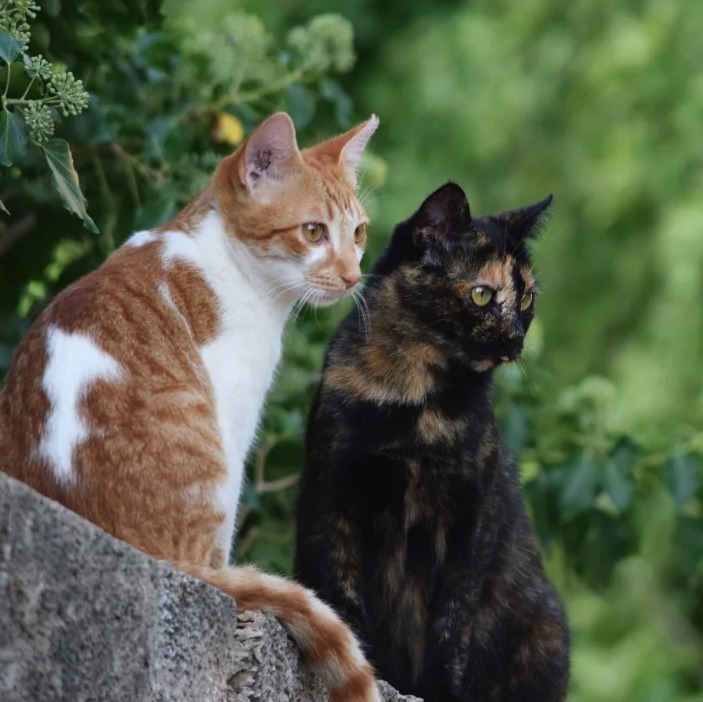 The Cats of the Alhambra