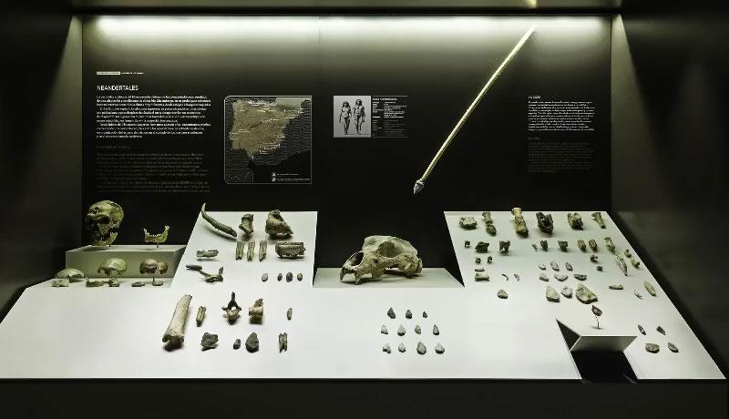 Neandertaller: Zeki Avcılar