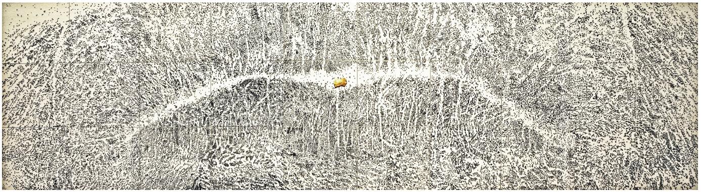 Gold Leaf on Acacia Thorns