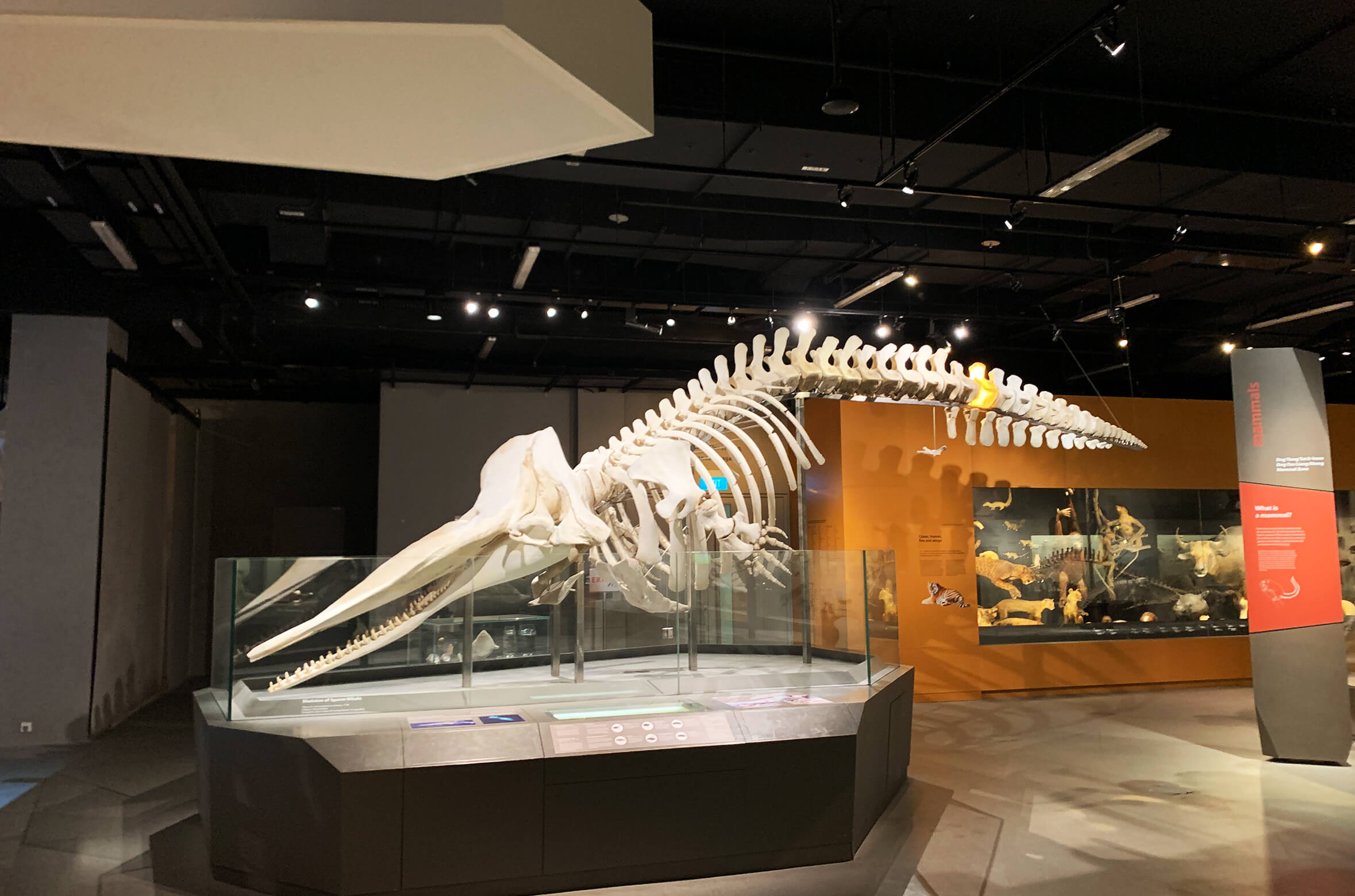 Lee Kong Chian Natural History Museum